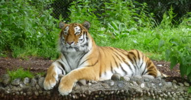 Ausflug zum Tierpark Hellabrunn in München Ausflug zum Tierpark Hellabrunn in München